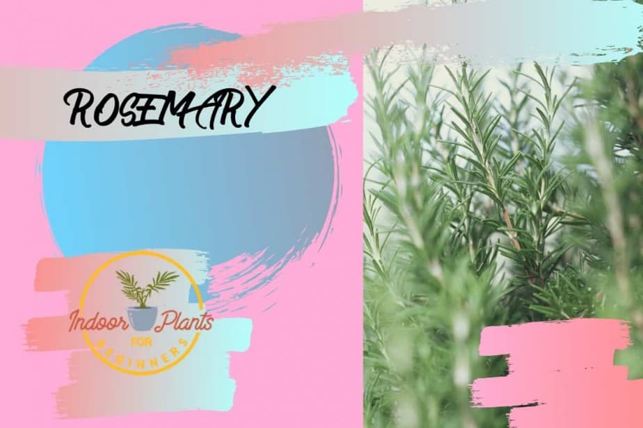 Picture of our Rosemary plant growing in our house with the indoor Plants for Beginners logo on the image of Rosemary