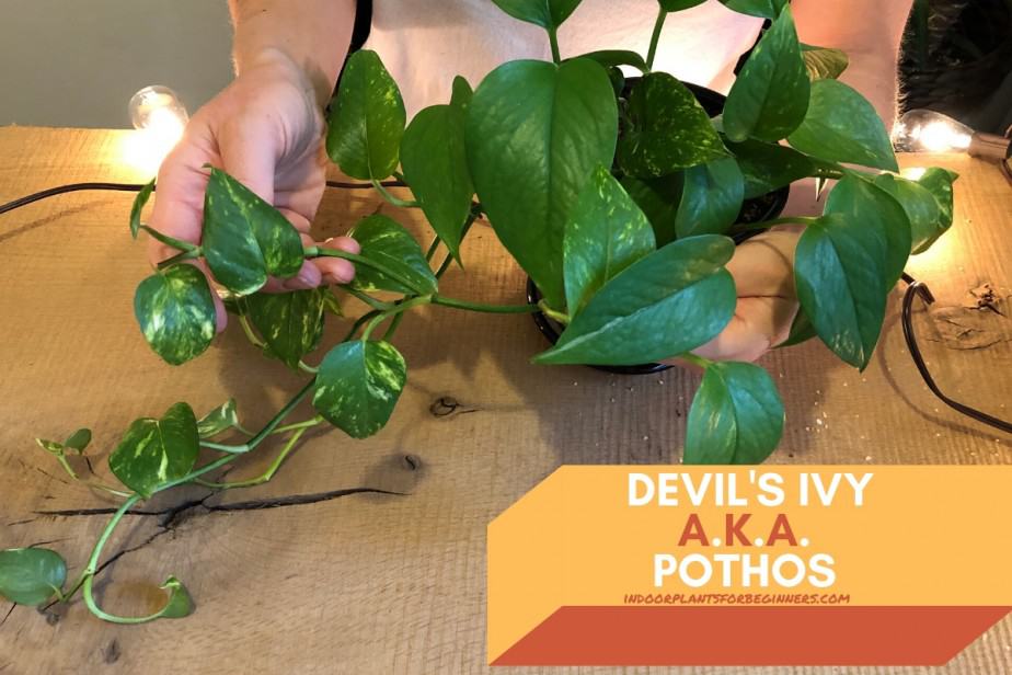 Anya from indoorplantsforbeginners.com showing the green variegated vines of a Pothos or Devil's Ivy houseplant