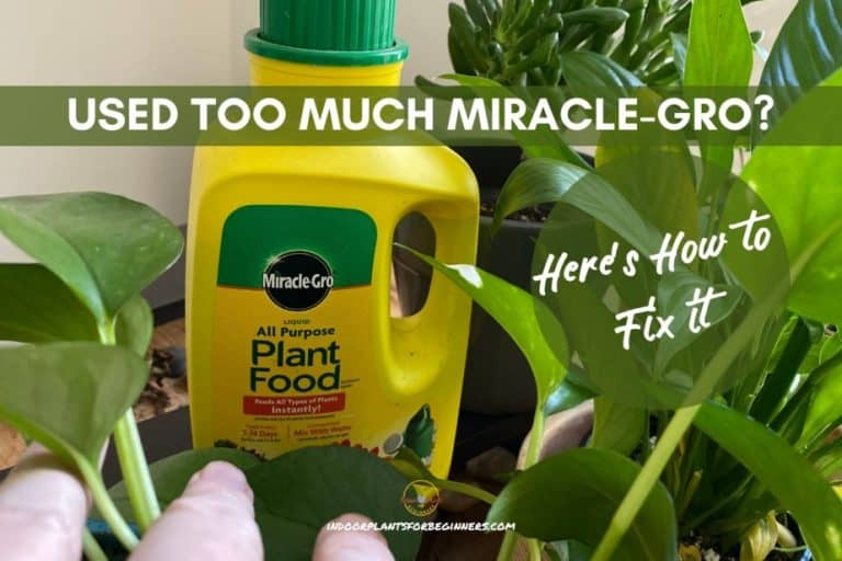 How To Fix Using Too Much MiracleGro On Your Plants Indoor Plants