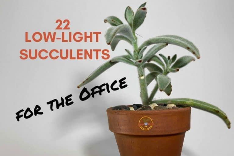 22 LowLight Succulents For The Office Indoor Plants For Beginners