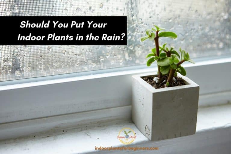 Should You Put Indoor Plants In The Rain? Indoor Plants For Beginners