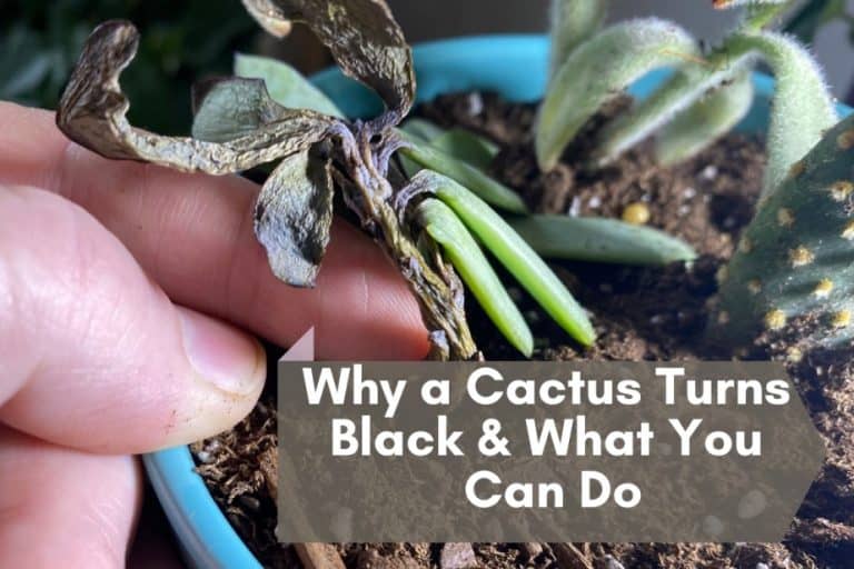 The 3 Actually Obvious Methods To How Much Perlite To Use Higher That You Just Ever Did