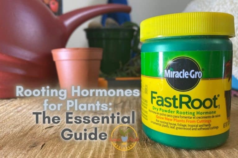 Rooting Hormones for Plants The Essential Guide Indoor Rooting Hormones for Plants The Essential Guide Indoor