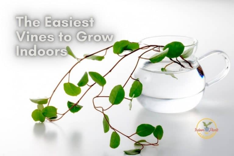 15 Easiest Vines To Grow Indoors Indoor Plants For Beginners