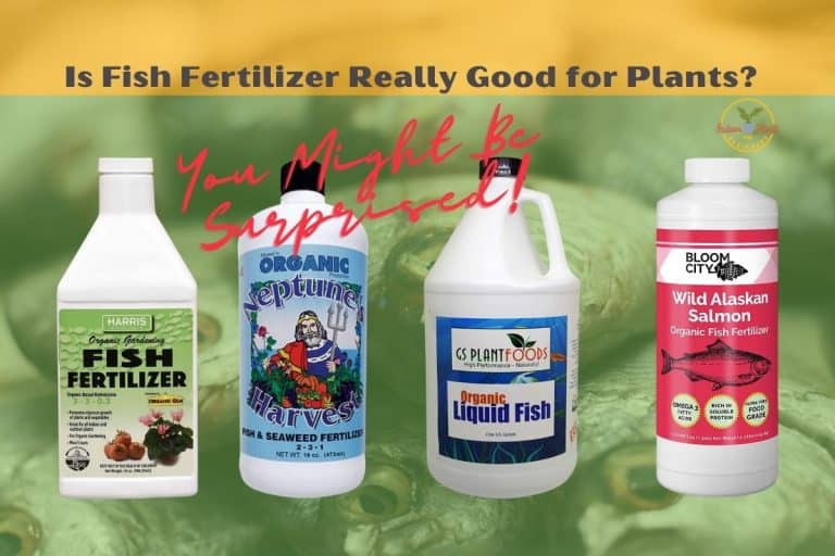 Is Fish Fertilizer Good For Plants? You Might Be Surprised! Indoor