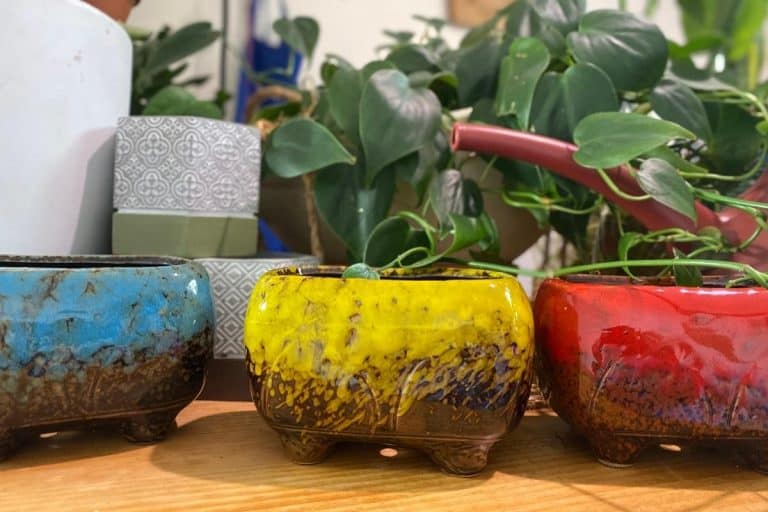 Philodendron Looks Droopy And Limp? (Here’s Why) Indoor Plants For