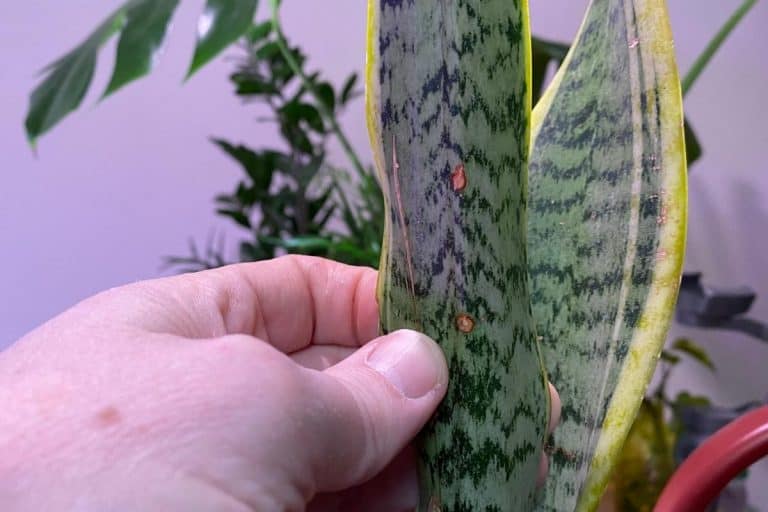 Why Does My Snake Plant Have Brown Spots? Indoor Plants For Beginners