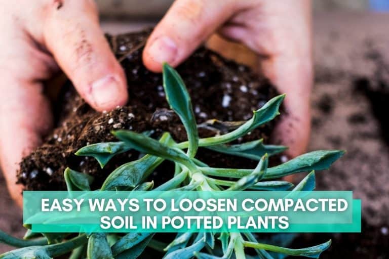 How To Make Potting Soil For Indoor Plants (6 Recipes) - Indoor Plants ...