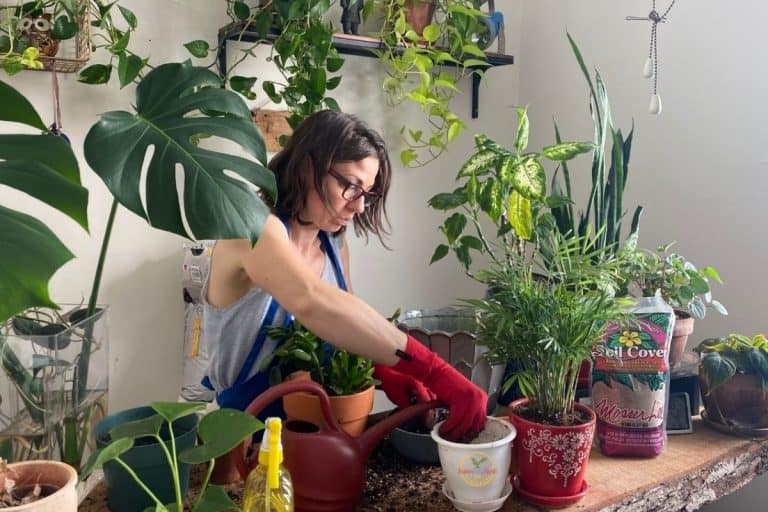 How Often Do You Repot a Plant? Indoor Plants for Beginners