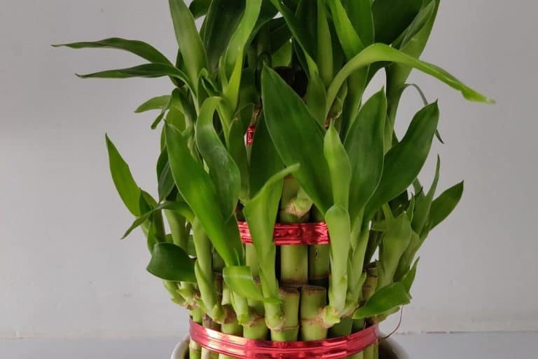 Indoor Plants That Give Oxygen 24 Hours Indoor Plants For Beginners