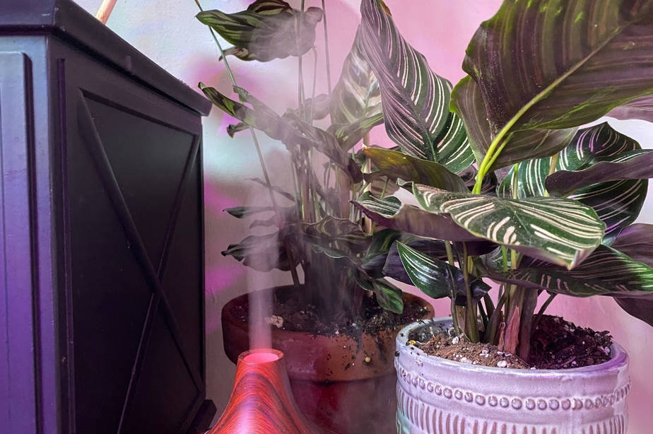 A humidifier creating moisture in the air to help recreate an indoor plant's natural environment