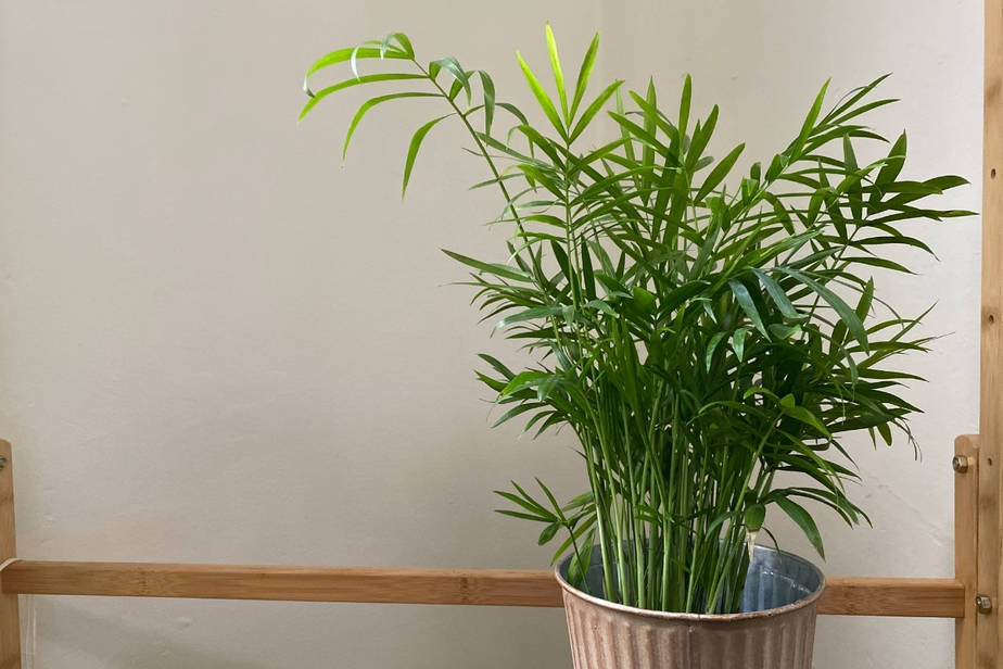 Chamaedorea elegans - Parlor Palm on wooden shelf