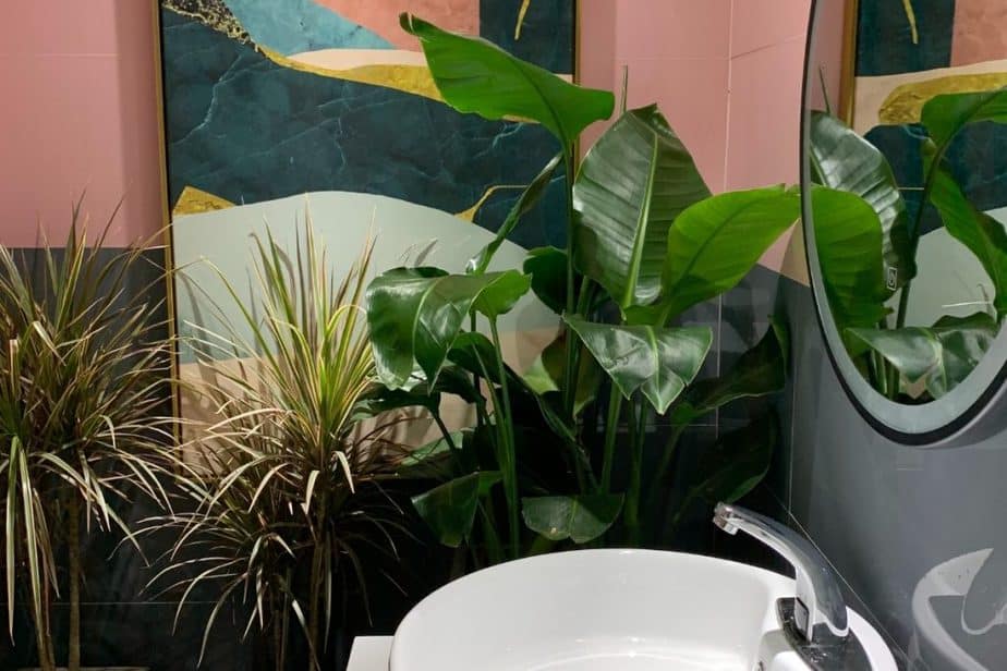 Plants That Thrive In A Windowless Bathroom (With Pictures!) Indoor Plants For Beginners