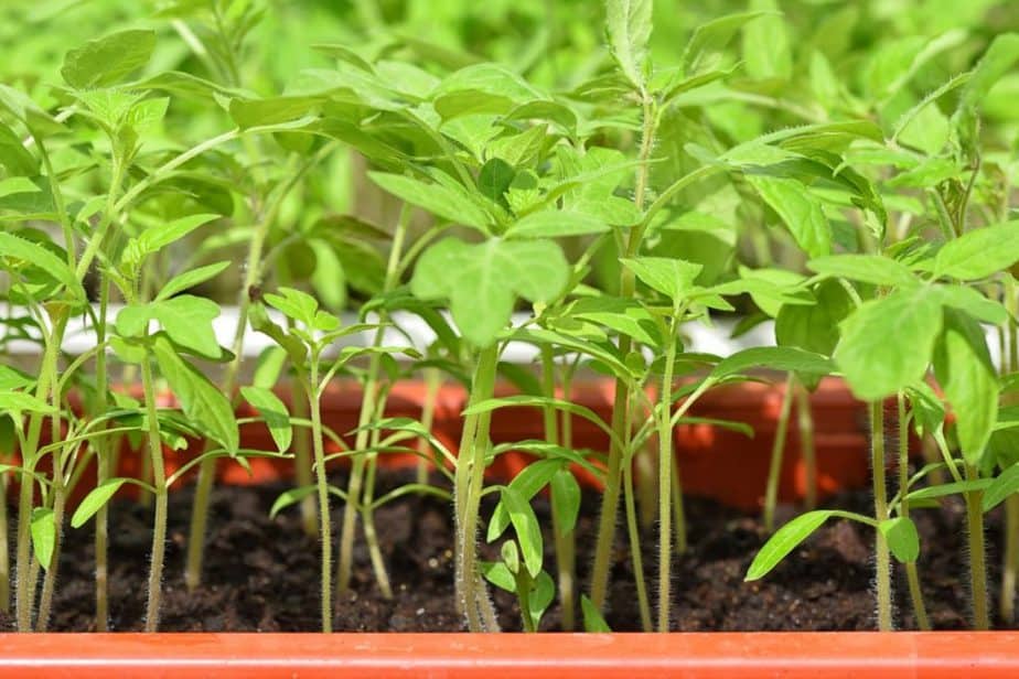 Indoor veggies growing from seddlings in trays in my plant room