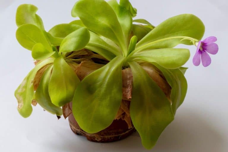 What Plants Eat Fungus Gnats? You Might Be Surprised! Indoor Plants