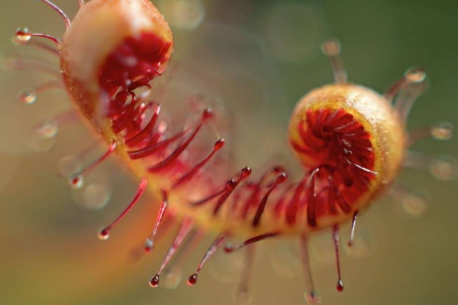 What Plants Eat Fungus Gnats? You Might Be Surprised! Indoor Plants