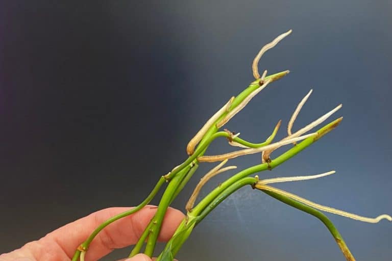 Does Pothos Grow Faster In Water Or Soil? Indoor Plants For Beginners