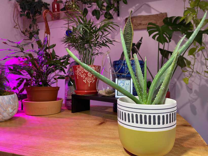 Best Houseplants For WestFacing Windows Indoor Plants For Beginners