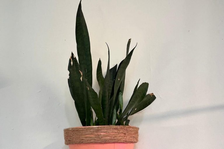 Snake Plant Problems With Solutions That Work! Indoor Plants For