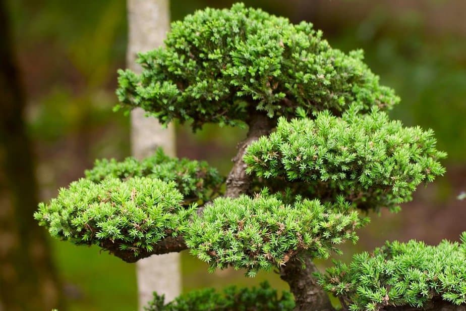 Chinese Elm Bonsai are easier for beginners to grow and care for