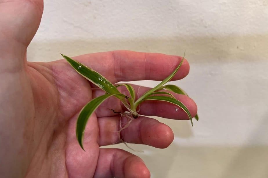 What To Do With Spider Plant Babies? Indoor Plants For Beginners
