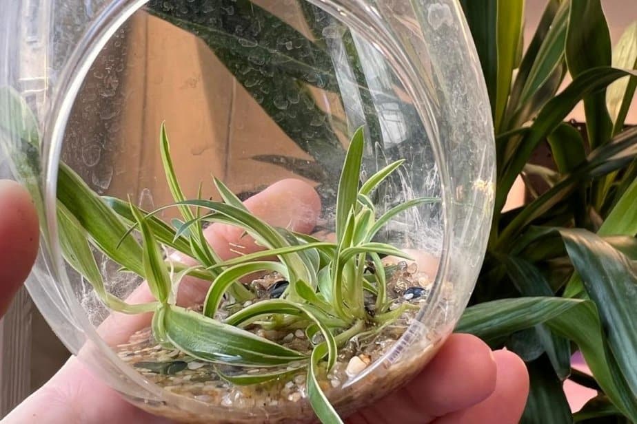 spider plant babies in moist humid glass ball perfect for sprouting roots for propagation