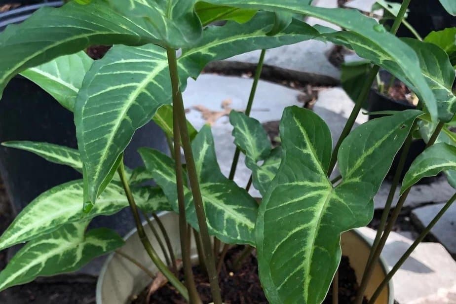 Syngonium podophyllum angustatum thriving in moist rich soil in a well draining container