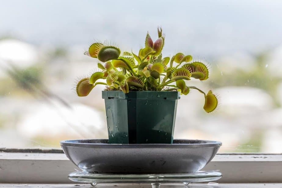 The Best Carnivorous Plants For Indoors - Indoor Plants For Beginners
