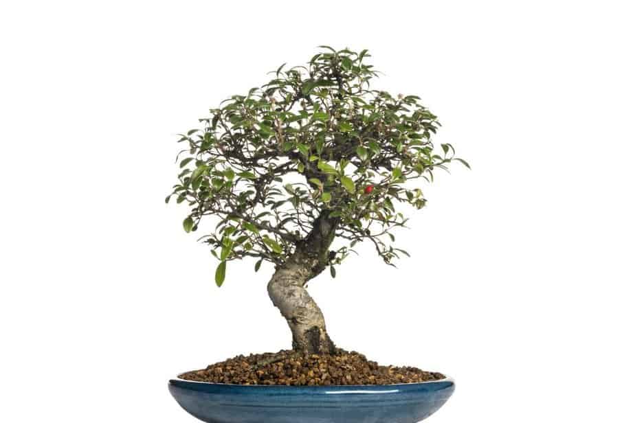 Cotoneaster bonsai tree indoors in ceramic dish