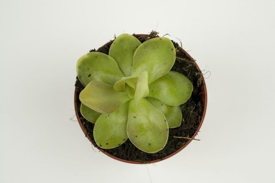 Indoor Butterwort plant from overhead view showing almost neon green leaves