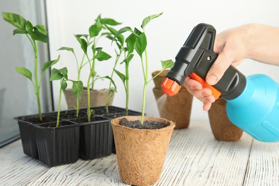 spraying neem oil on newly propagated plants to stop pest infestation