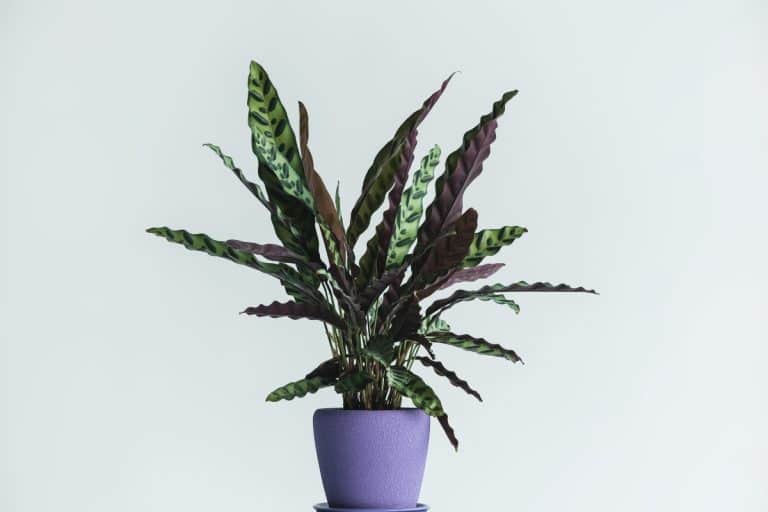 Calathea Lancifolia Caring For The Rattlesnake Plant Indoor Plants