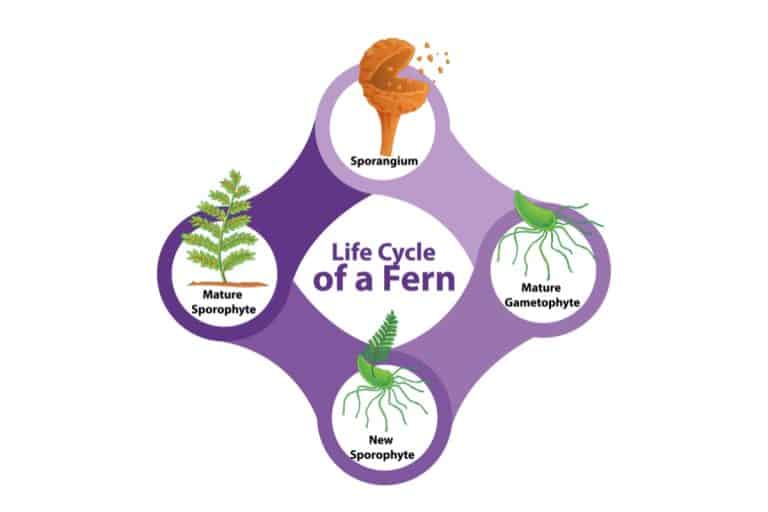 How To Collect Fern Spores To Grow New Ferns - Indoor Plants For Beginners