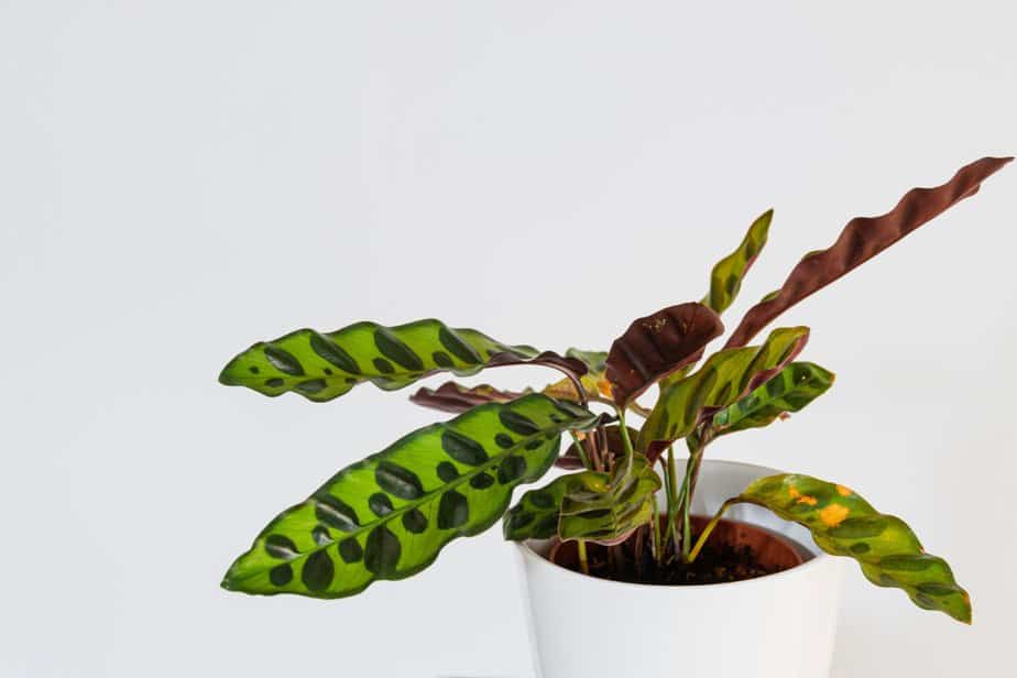 Calathea Lancifolia: Caring For The Rattlesnake Plant - Indoor Plants