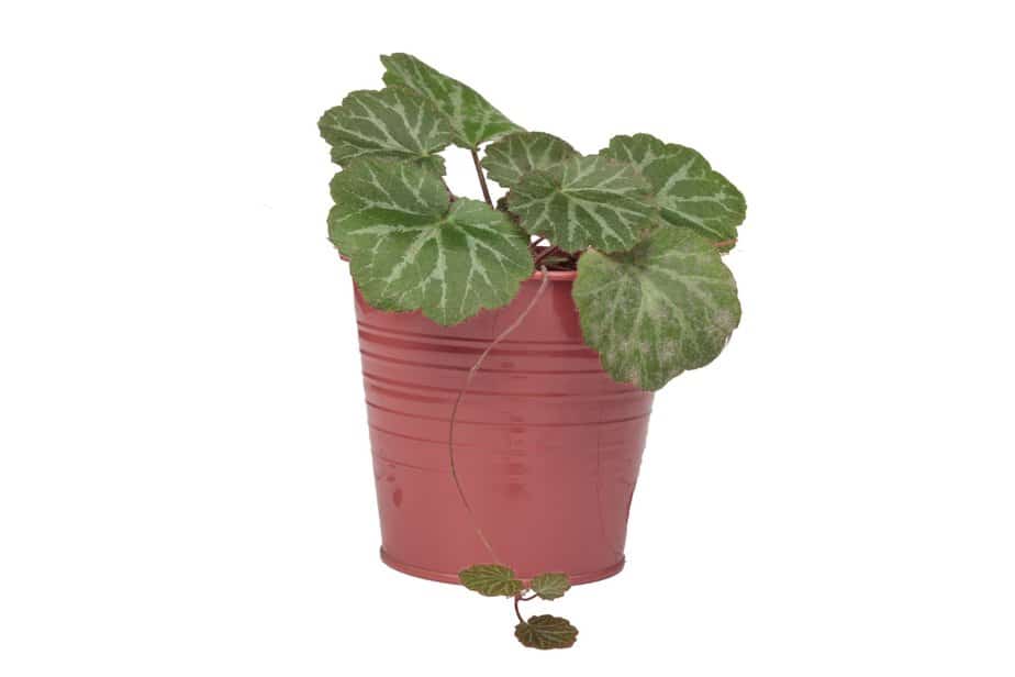 Strawberry Begonia in plastic container still too young to bloom.