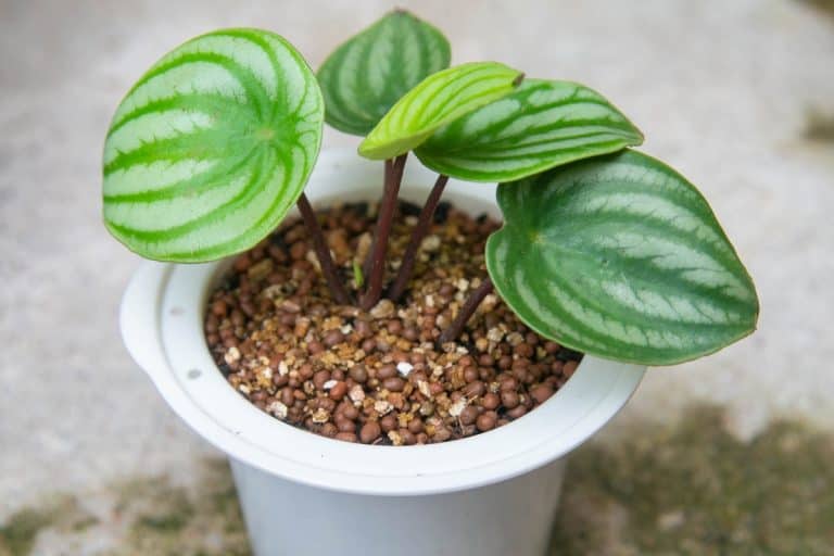 Watermelon Peperomia Drooping? How To Save Your Plant Indoor Plants